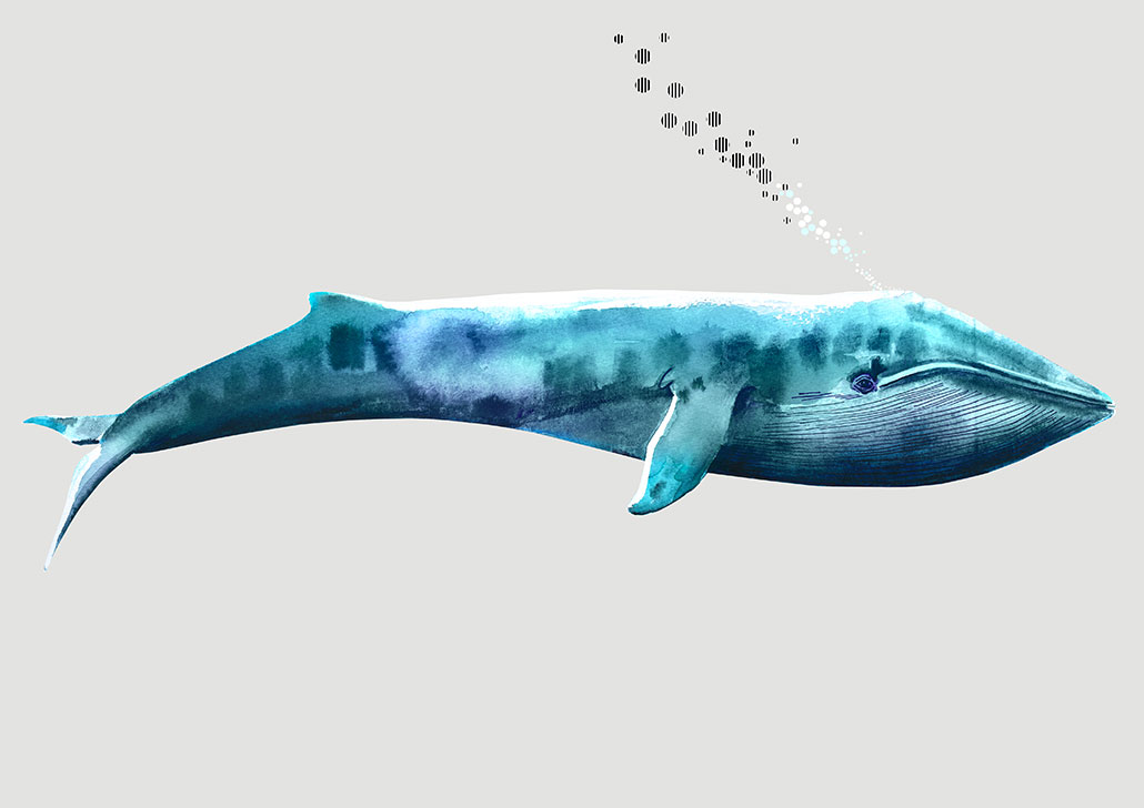 Illustration-whale-02