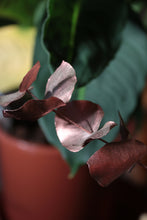 Cargar imagen en el visor de la galería, Composition florale zéro déchet #11